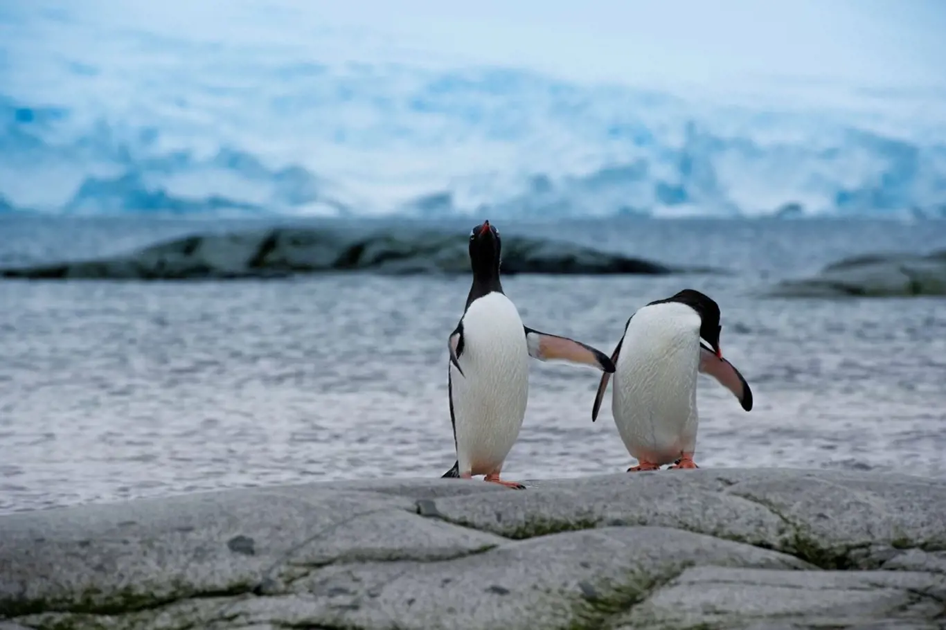 Antarktida - ilustrační foto