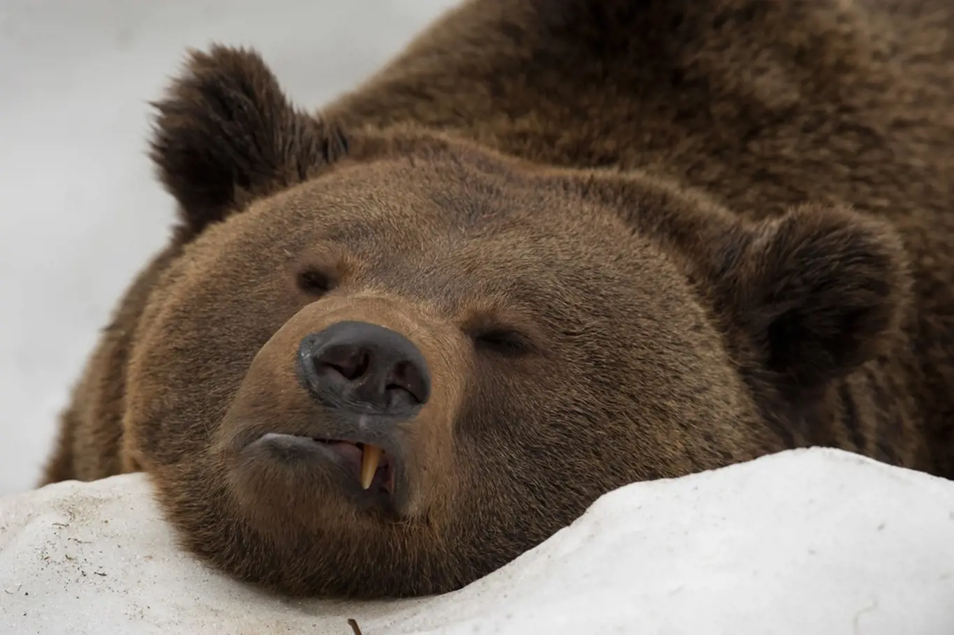Medvěd hnědý, vyhlášený zimní spáč.