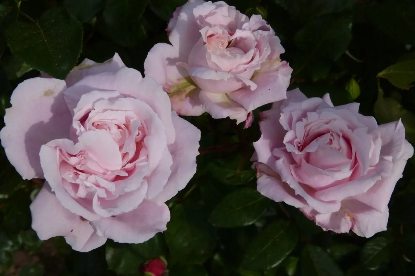 růže odrůdy Constanze Mozart