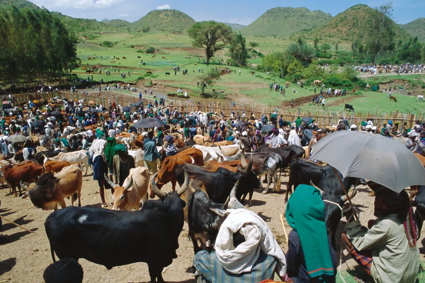 Dobytčí trh v etiopském Sentebe. Vládní plán na zábor zemědělské půdy byl spouštěcím mechanismem aktuálních protestů.