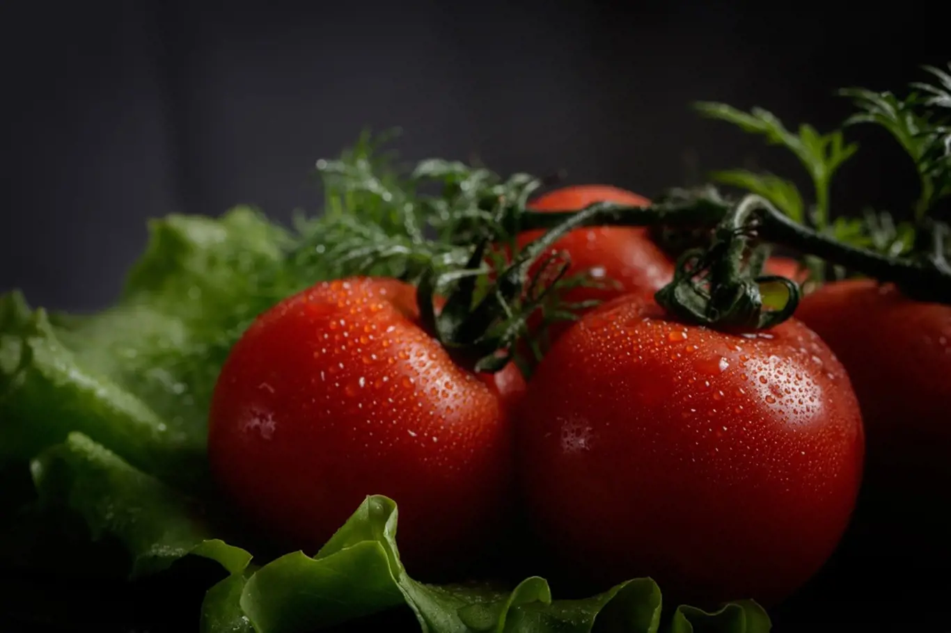 Jak pěstovat saláty a rajčata přímo v bytě: bez půdy