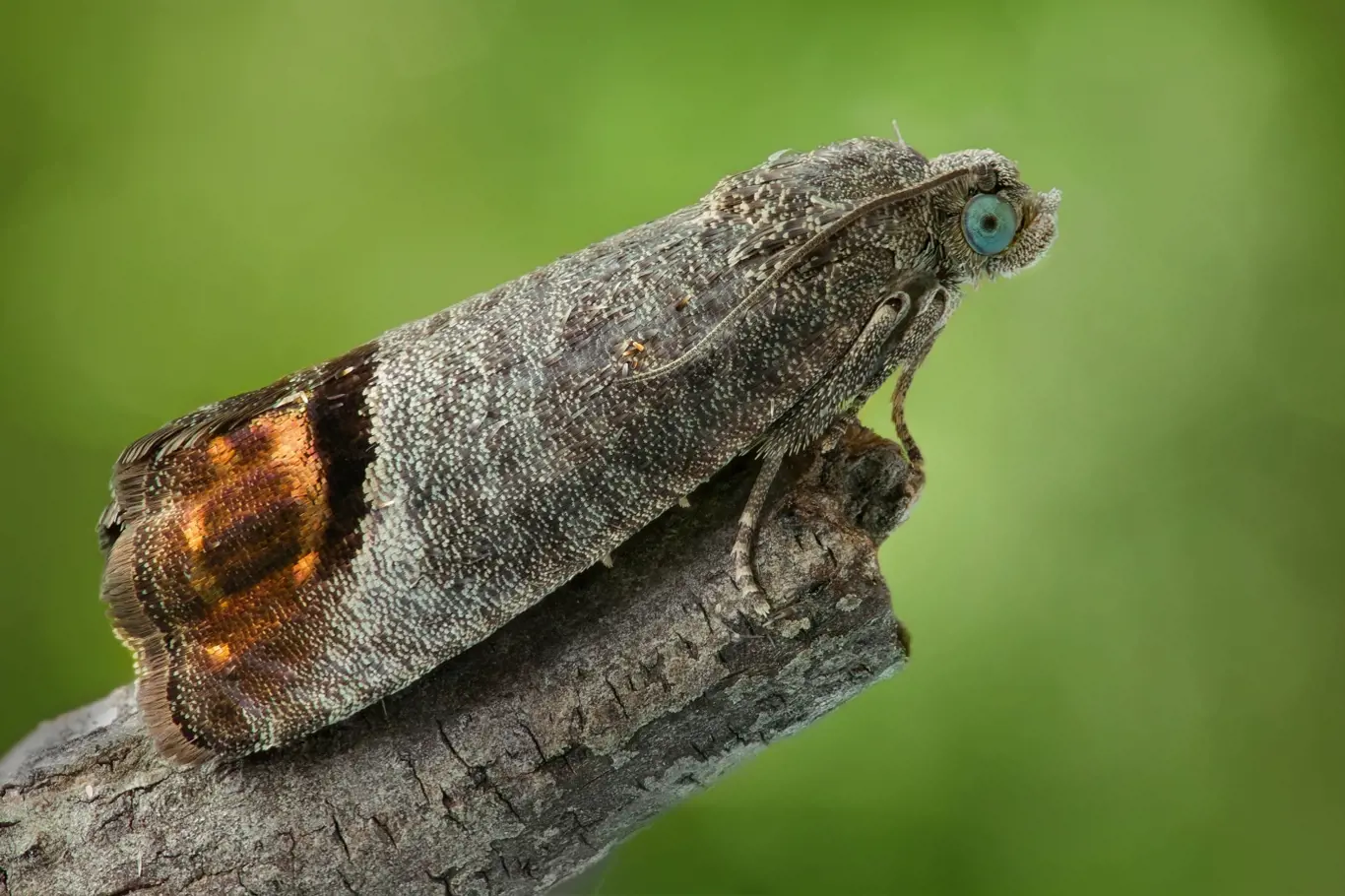 Na koncích větších předních křídel má typické tmavé hnědé skvrny, menší zadní křídla bývají na okrajích porostlá drobnými štětinkami, které se nazývají brvy.