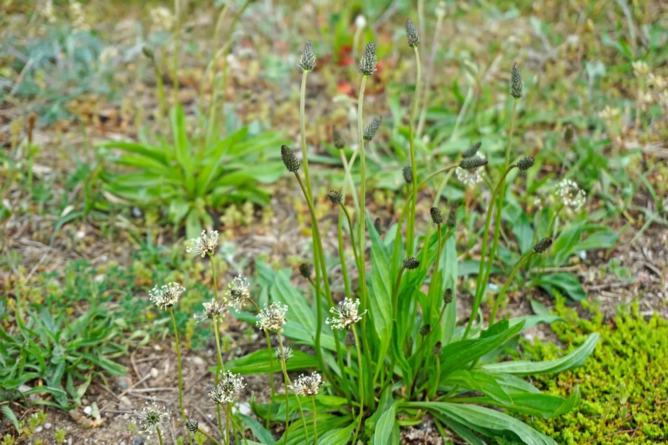 Jitrocel kopinatý (Plantago lanceolata) vytváří charakteristické přízemní růžice listů.
