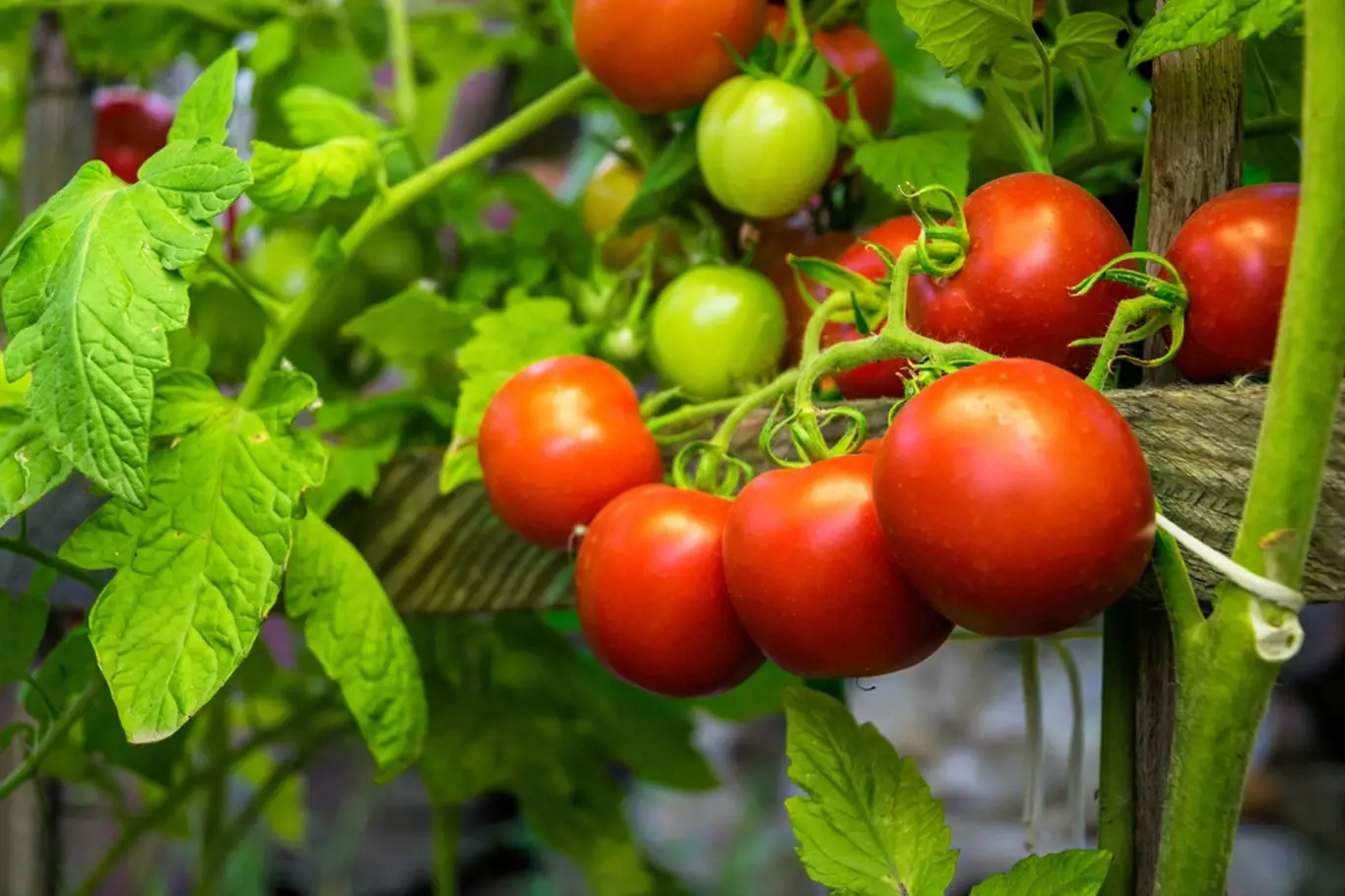 Rajčatům můžeme dopomoci k růstu levnými domácími hnojivy.