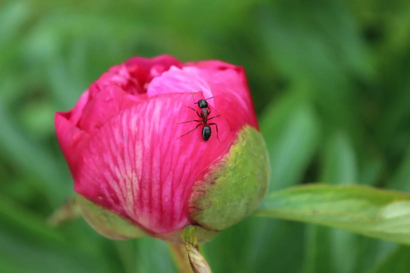 I přes svou užitečnost, na zahradě nejsou mravenci vítáni