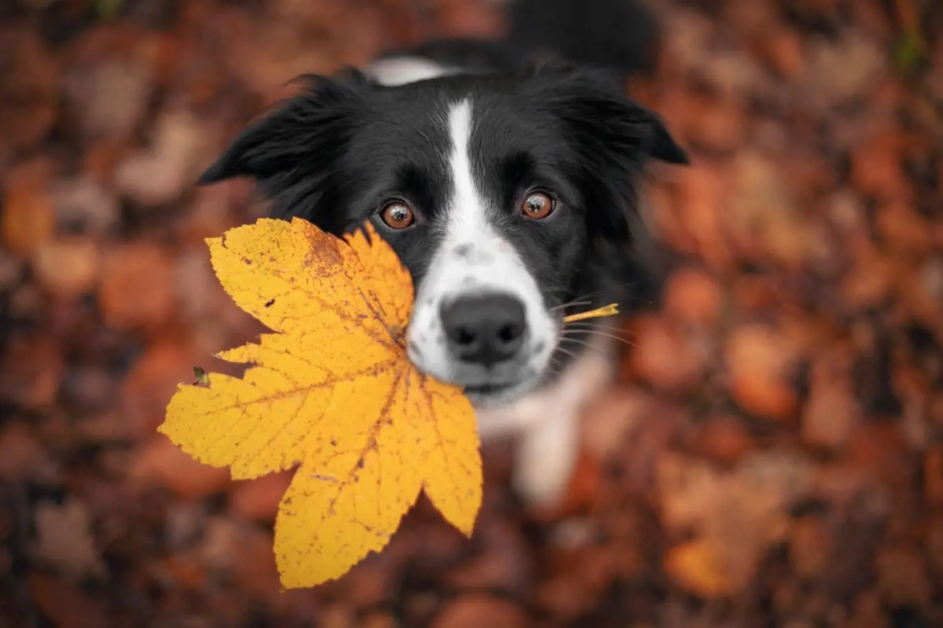 pes na podzim