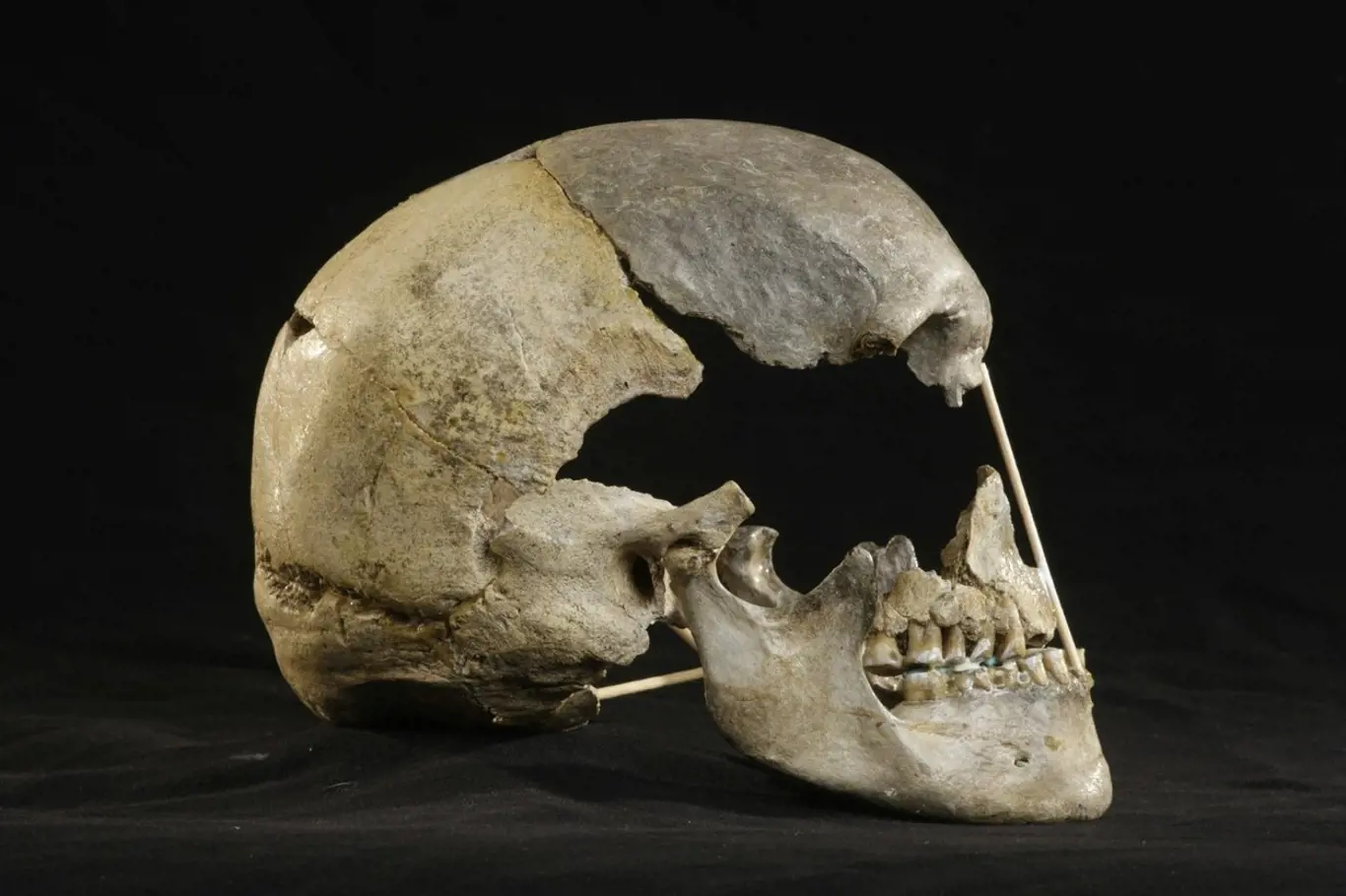 Lebka moderního člověka ženského pohlaví ze Zlatých kun. Genetické sekvenování lidských ostatků starých 45 000 let odhalilo dosud neznámou migraci do Evropy a ukázalo, že míšení s neandertálci bylo v tomto období běžnější, než se dosud předpokládalo.