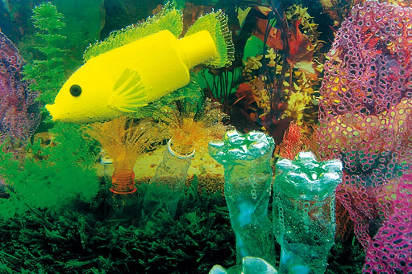 Cichlidka v akváriu – inspirací byla v kontejneru nalezená žlutá lahvička od krmiva pro rybičky