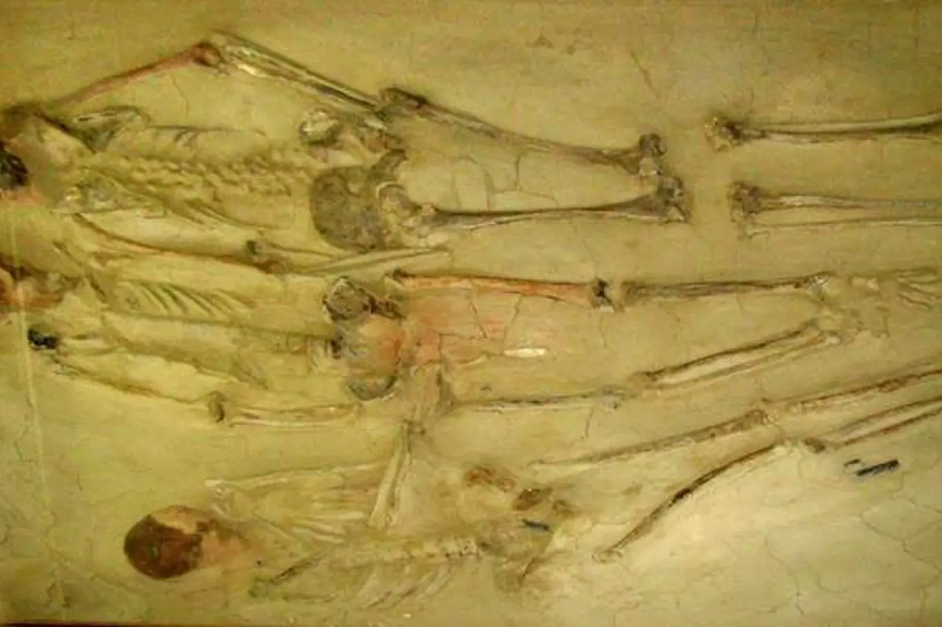 Rekonstrukce trojitého pohřbu v Muzeu Dolní Věstonice v obci Dolní Věstonice.