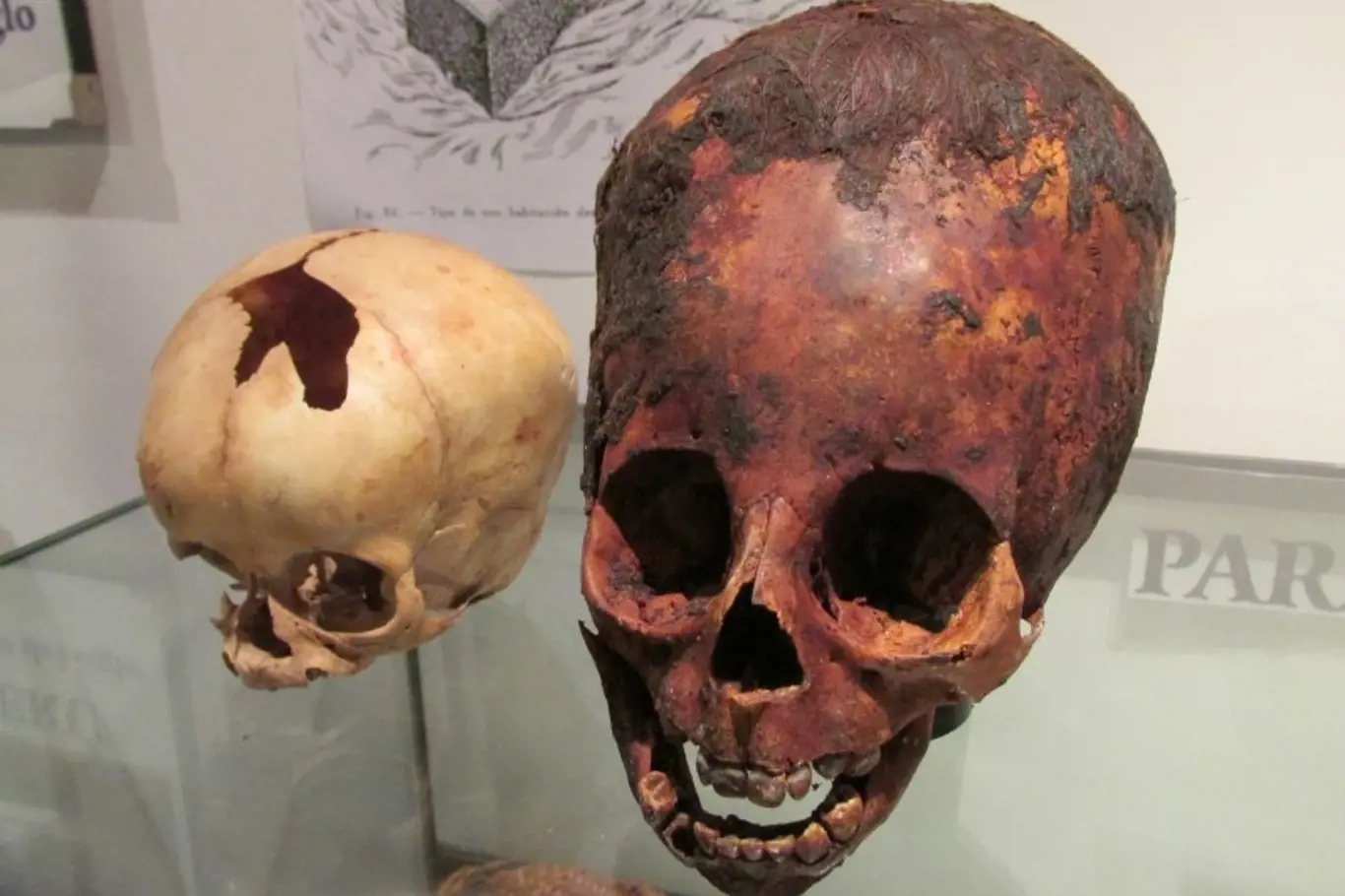 Muzejní exponáty lebek z Paracasu.