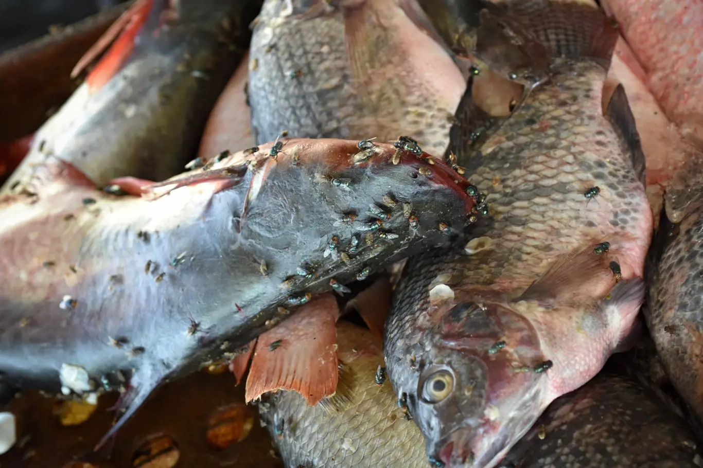 Ryby na trhu v Phonsvanu