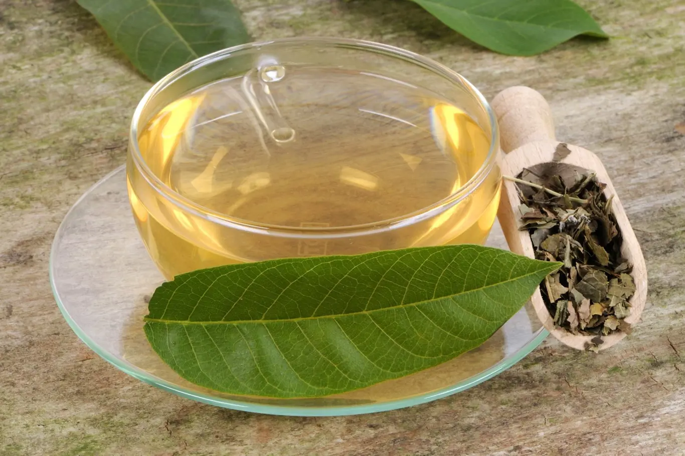 Čaj z listů ořešáku vám pročistí střeva.