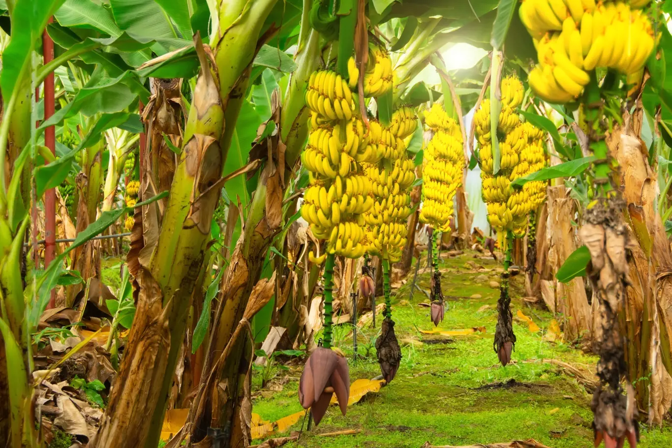 Banánová plantáž odrůdy Cavendish
