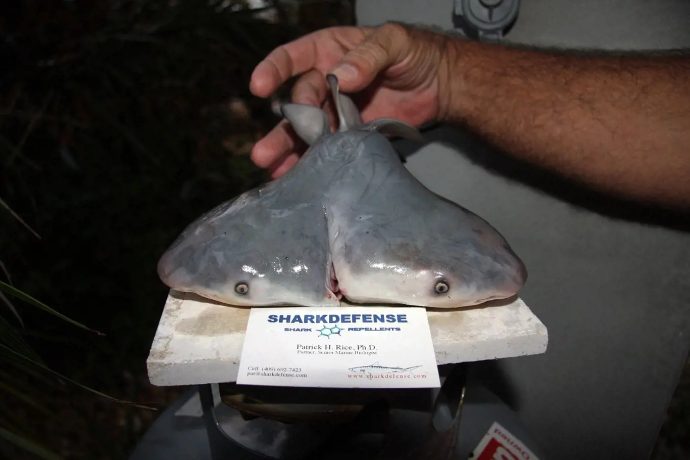 mládě žraloka se dvěma hlavami, Mexiko, 2013