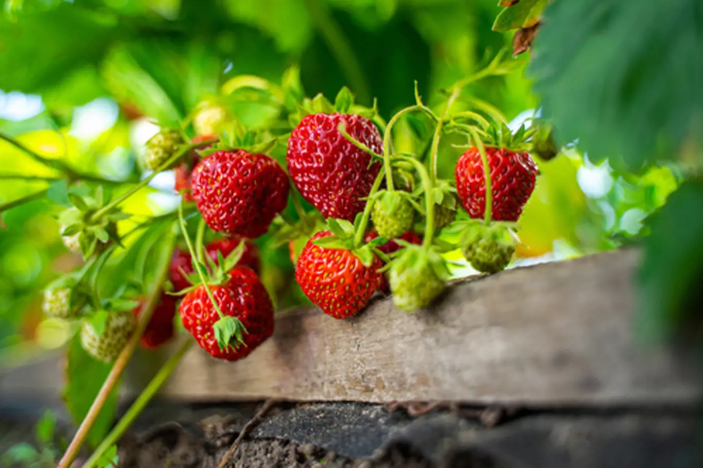 Toužíte po letošní skvělé úrodě? Dobře se postarejte a budou plodit i nové jahody.