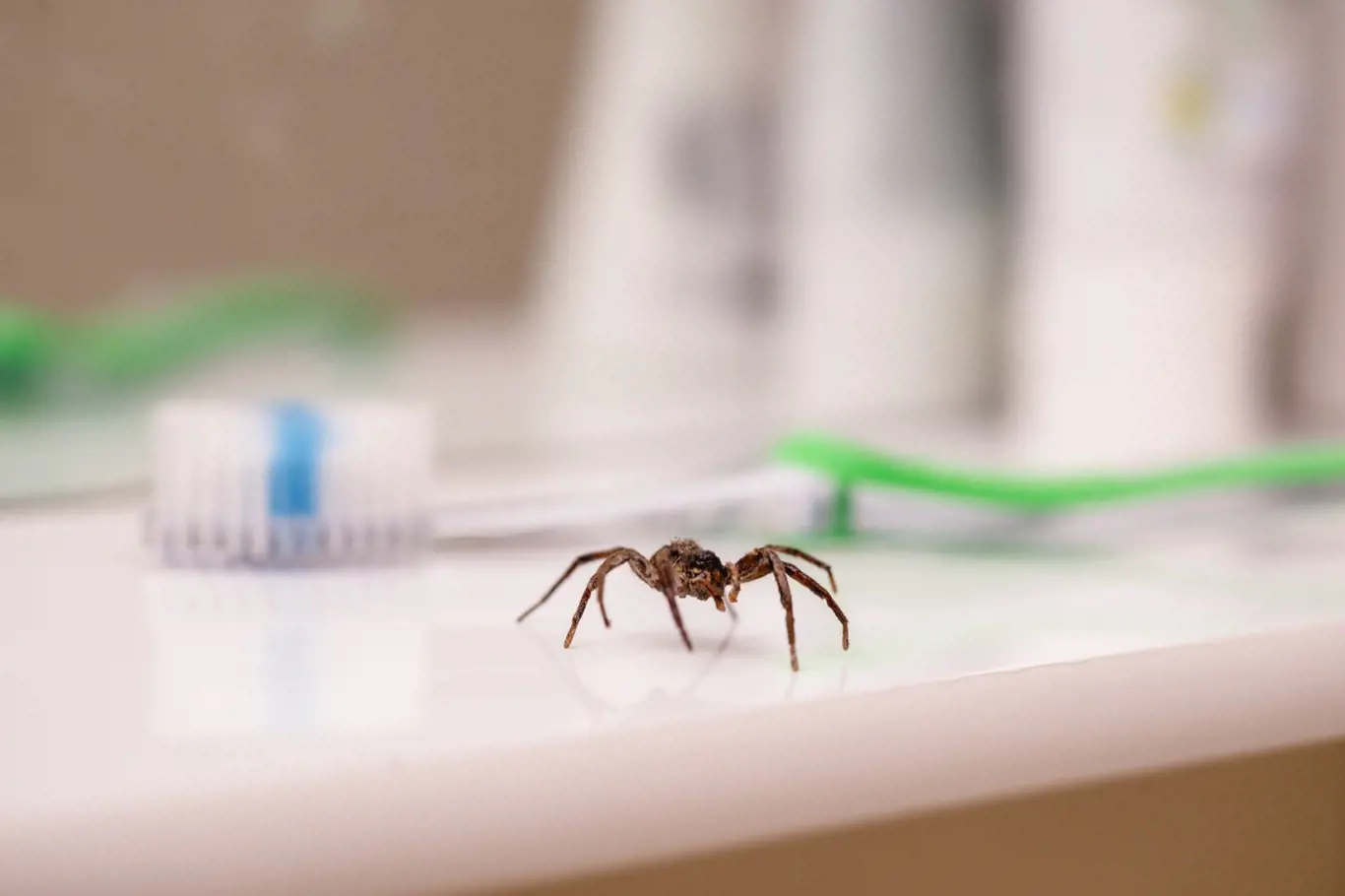 Pavouci nebývají vítanými spolubydlícími