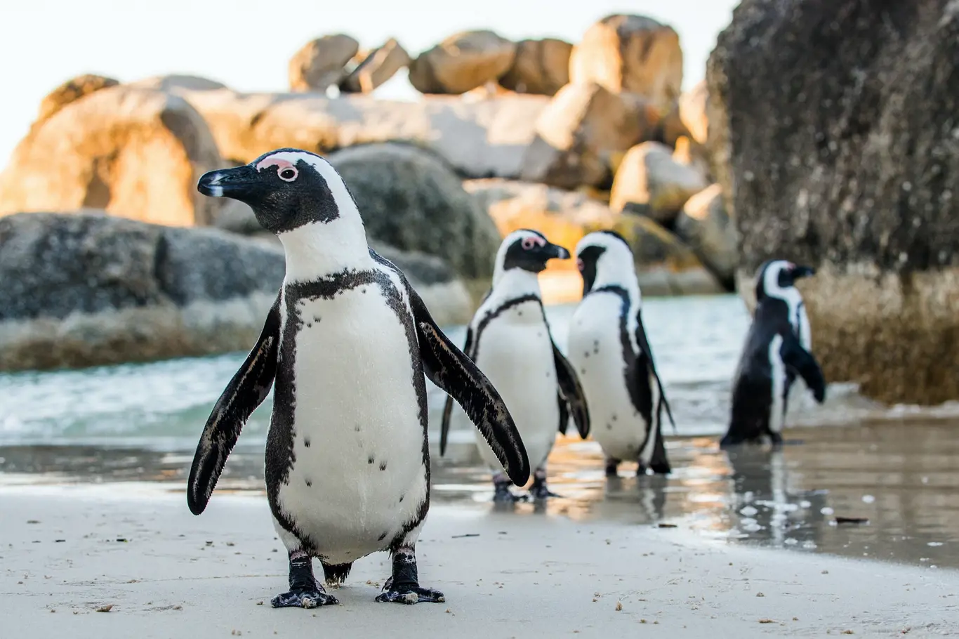 Tito tučňáci jsou doma v jižní Africe