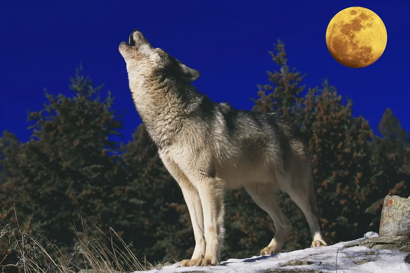 vlk, úplněk, měsíc