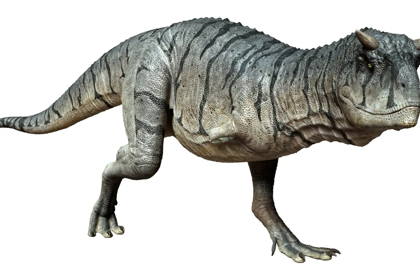 Nový druh abelisauridního dinosaura byl objeven v Egyptě.