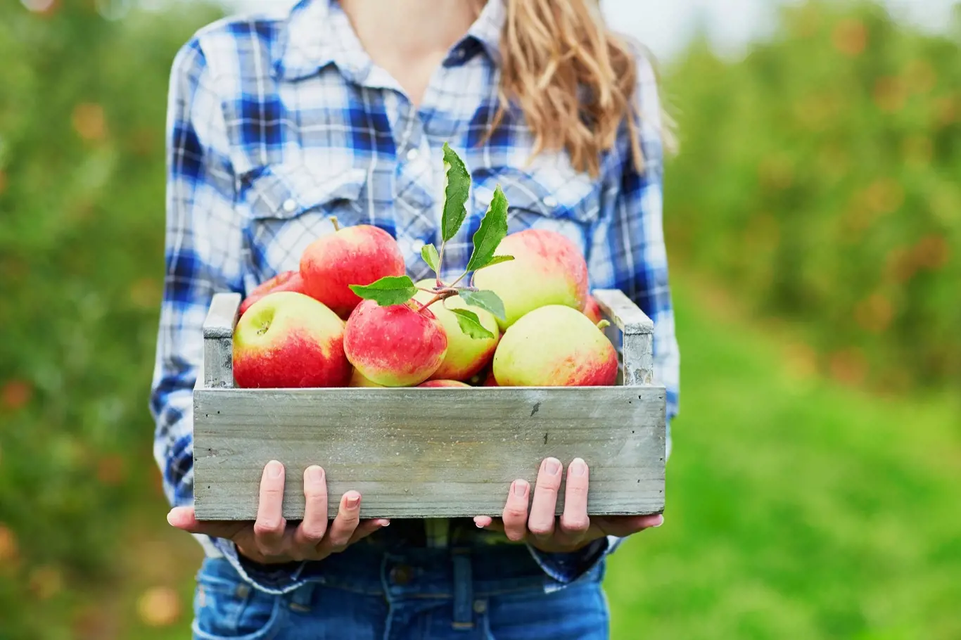 Zpracujte letošní úrodu jablek netradičním způsobem.