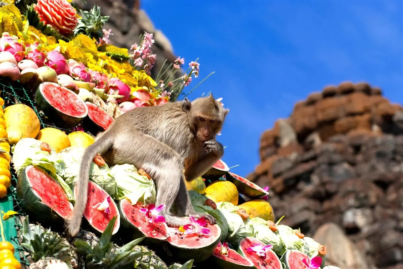 V Thajsku se každoročně konají opičí slavnosti. Mají sloužit jako poděkování opicím za hojnost a prosperitu