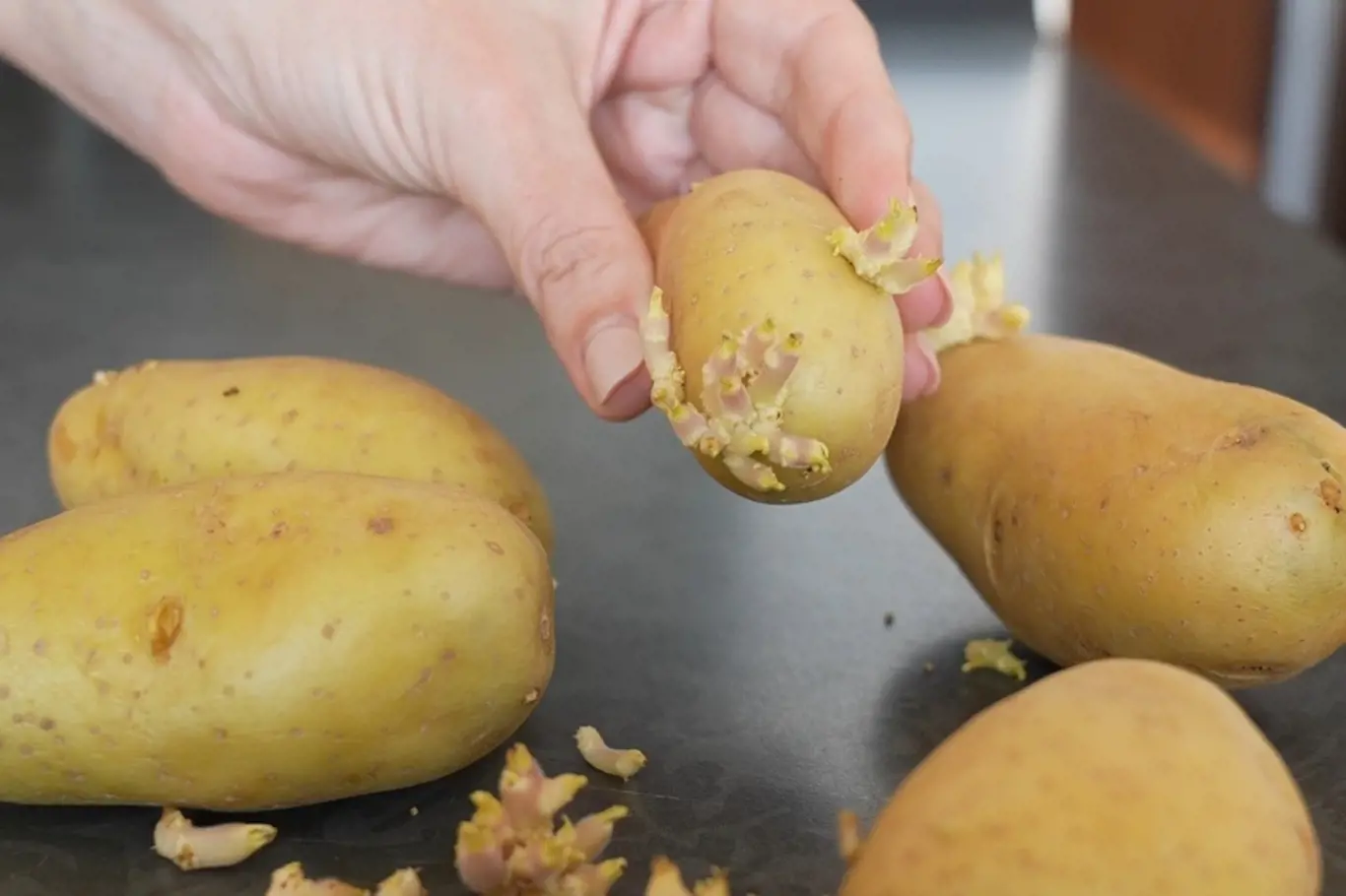 brambory klíčení