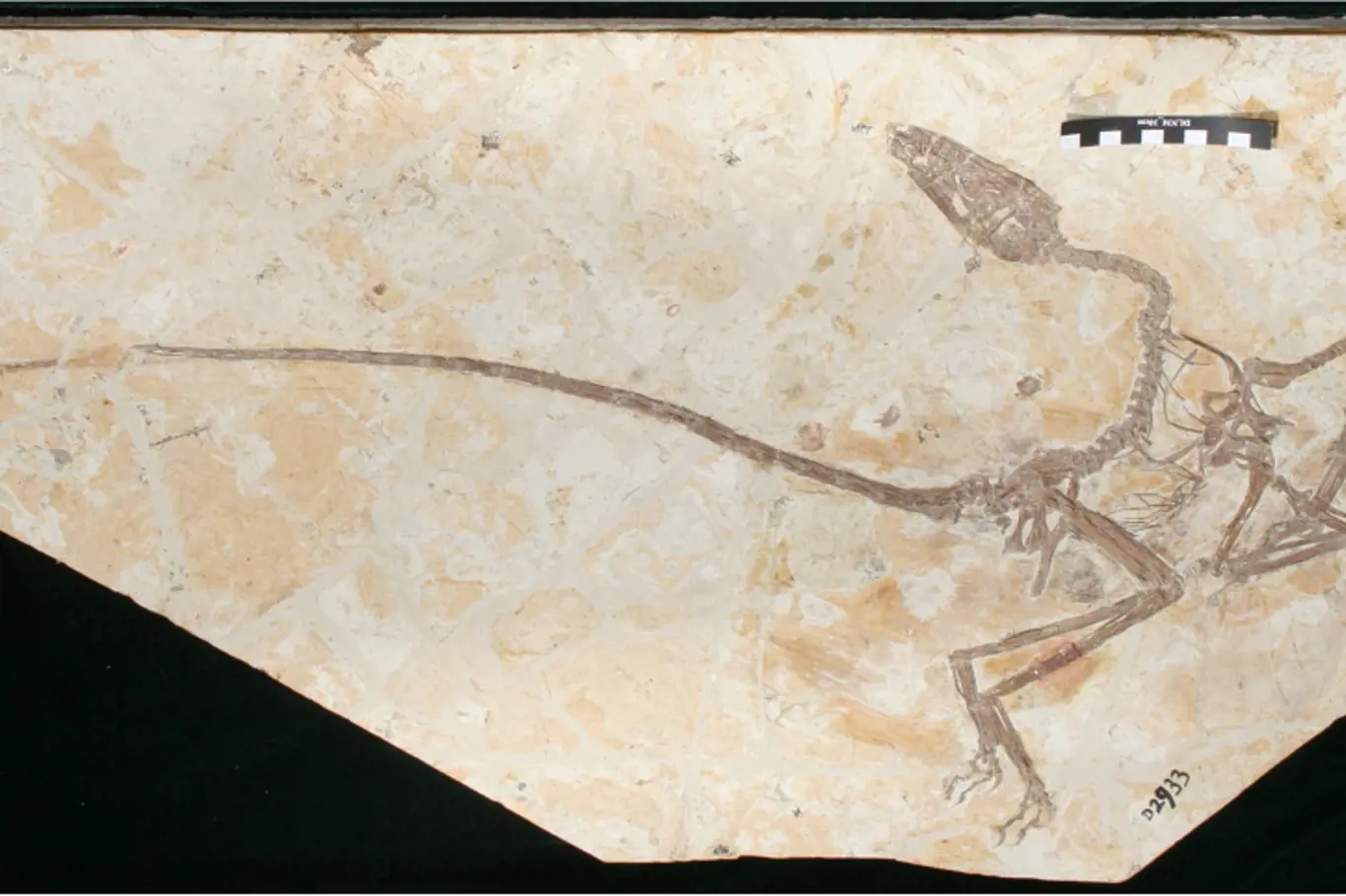 Fosilie obsahuje dvě ocasní pera v levé části snímku.