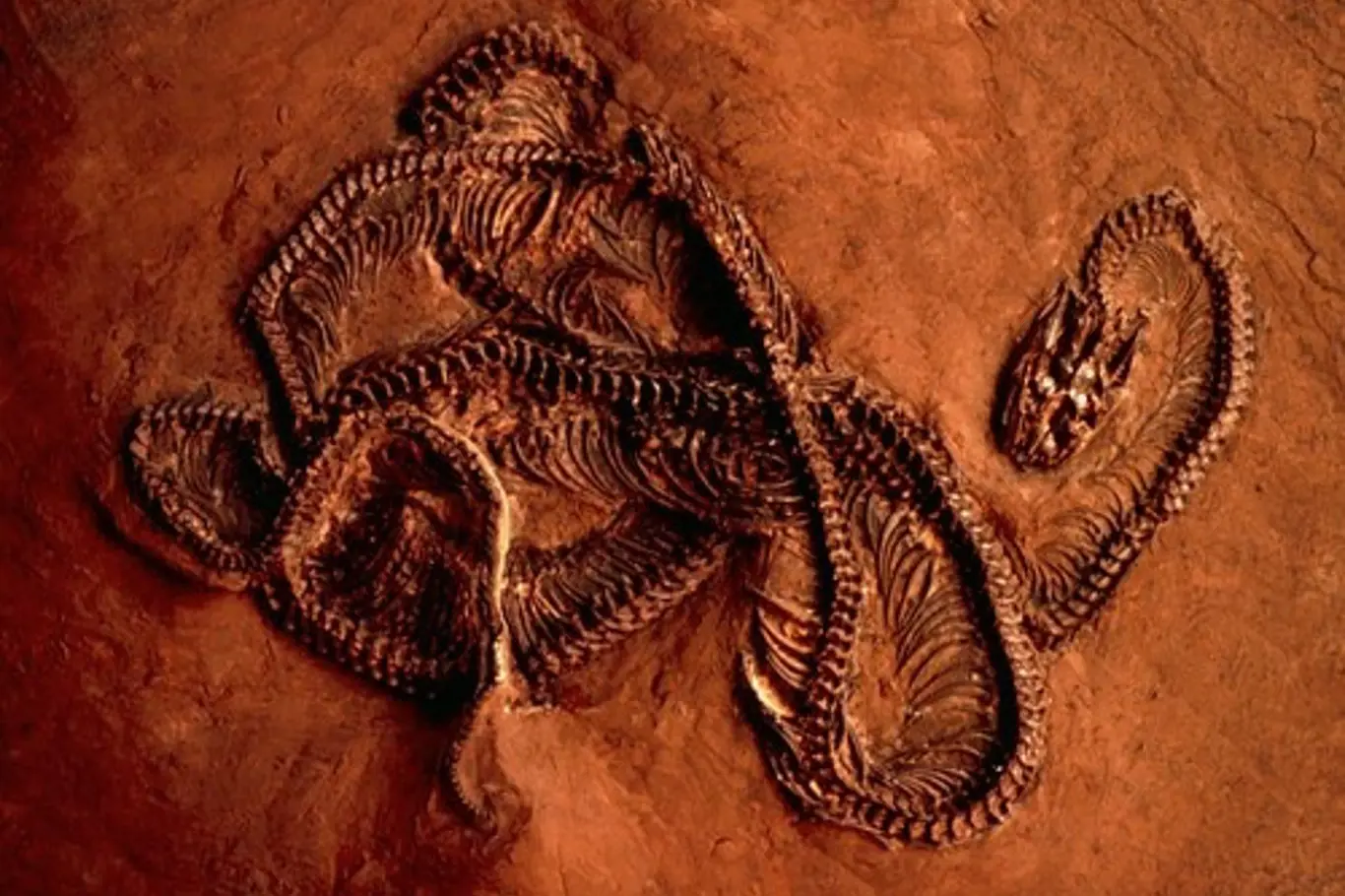 fosilie hada