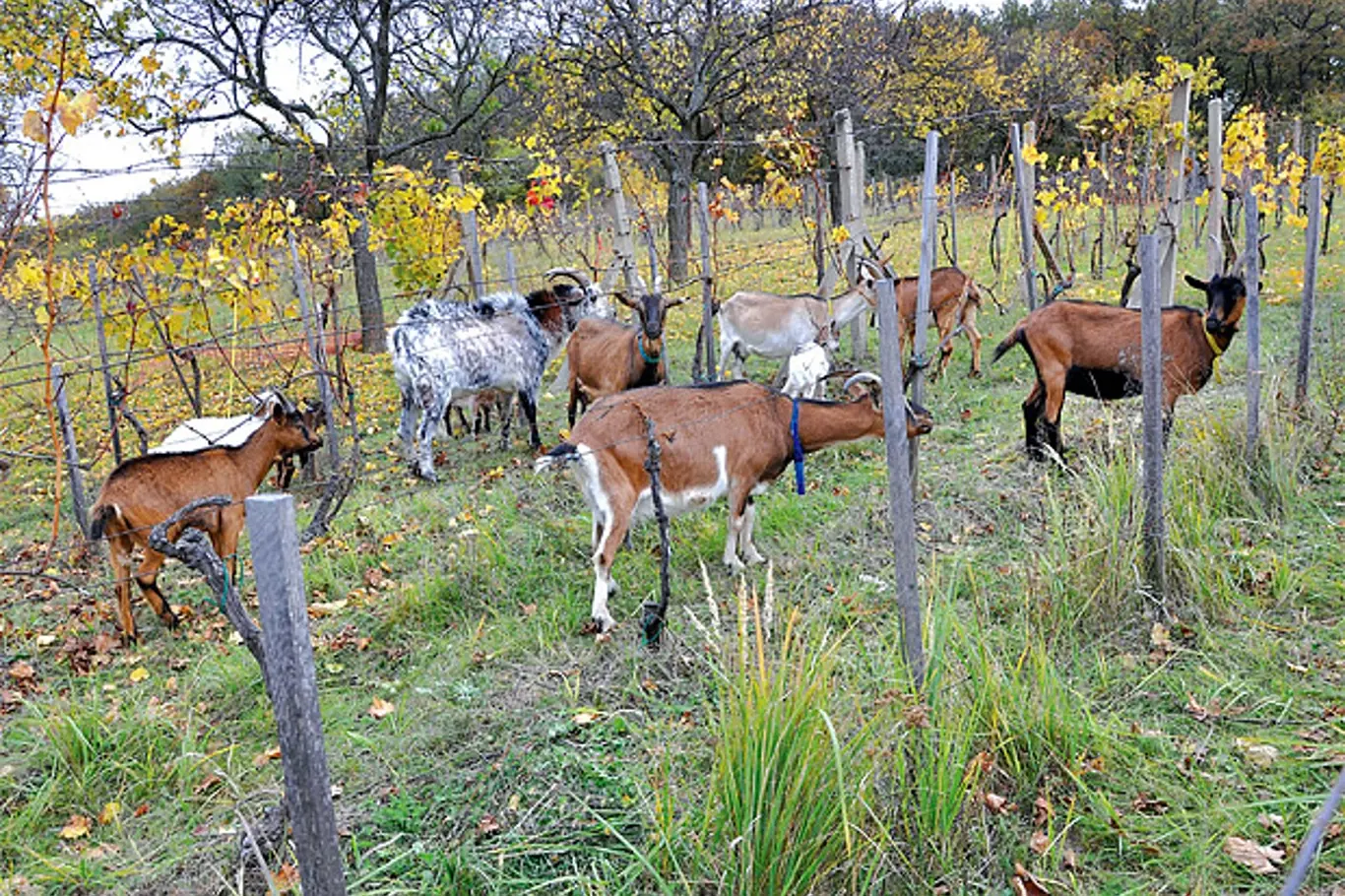 Stádo koz ve vinicích se pase před pučením a po sklizni