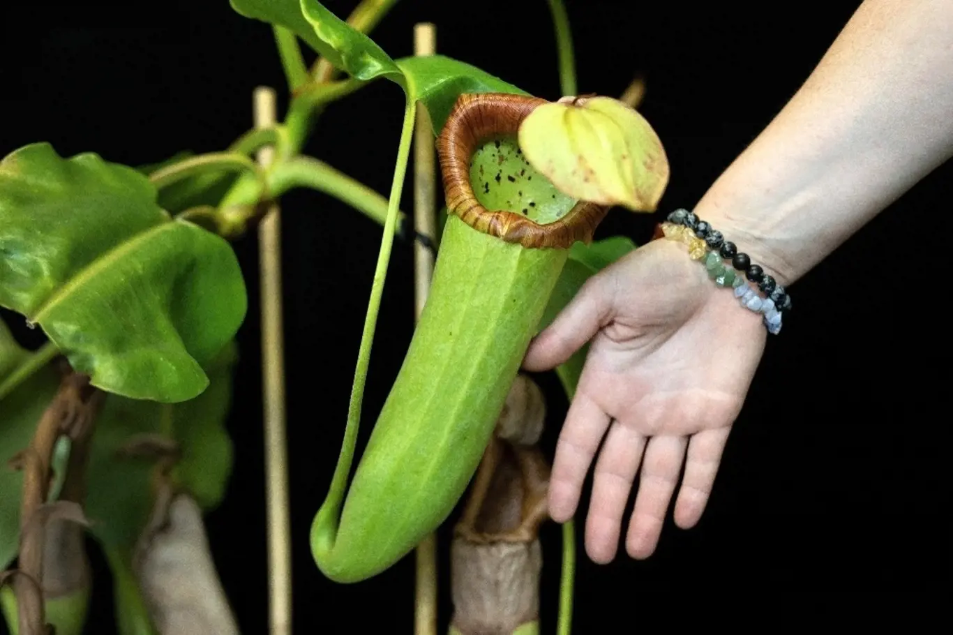 Láčkovka uťatá (Nepenthes truncata) patří mezi masožravky s největšími pastmi.