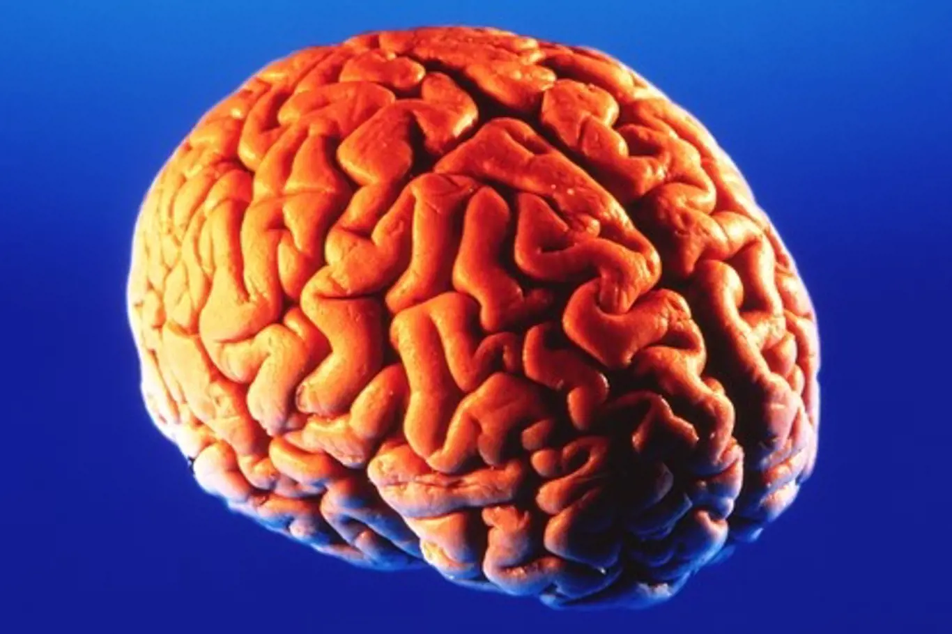 Lidský mozek (encephalon) je řídící a integrační orgán nervové soustavy člověka.