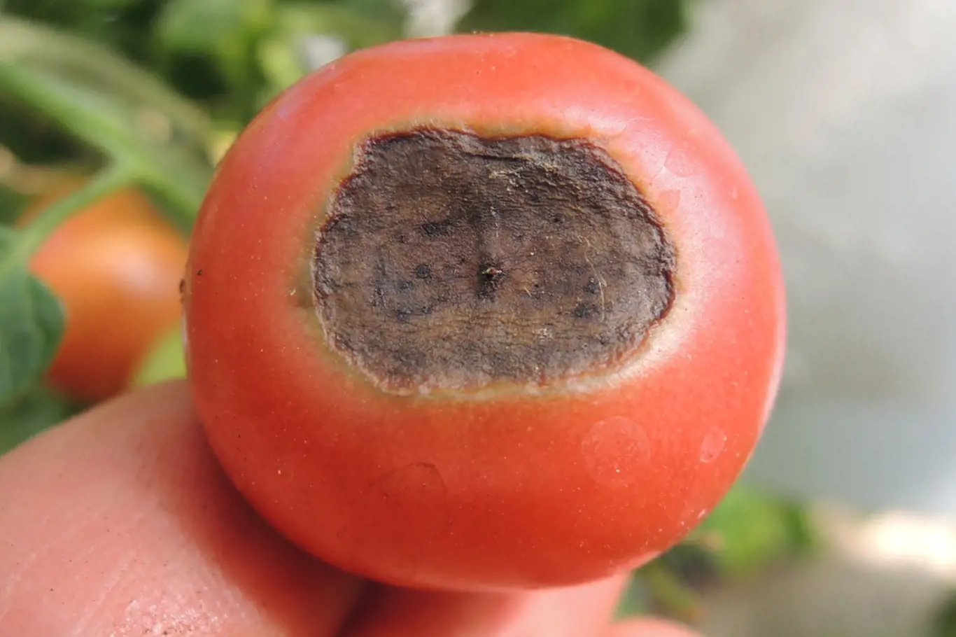 Co dělat, když konce rajčat zasychají?