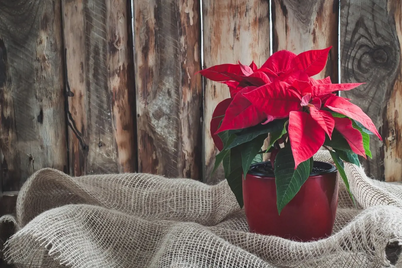 Při správné péči může vánoční hvězda zdobit váš byt po celý rok