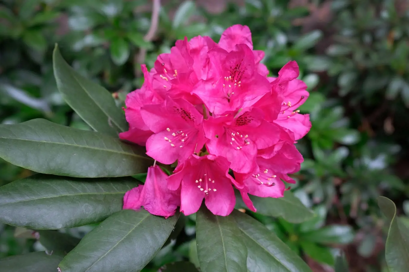 Rododendron v zimě