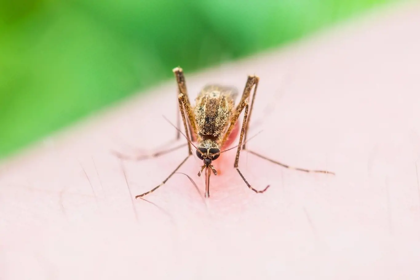 Komáři jsou zabijáci, ale ne u nás.