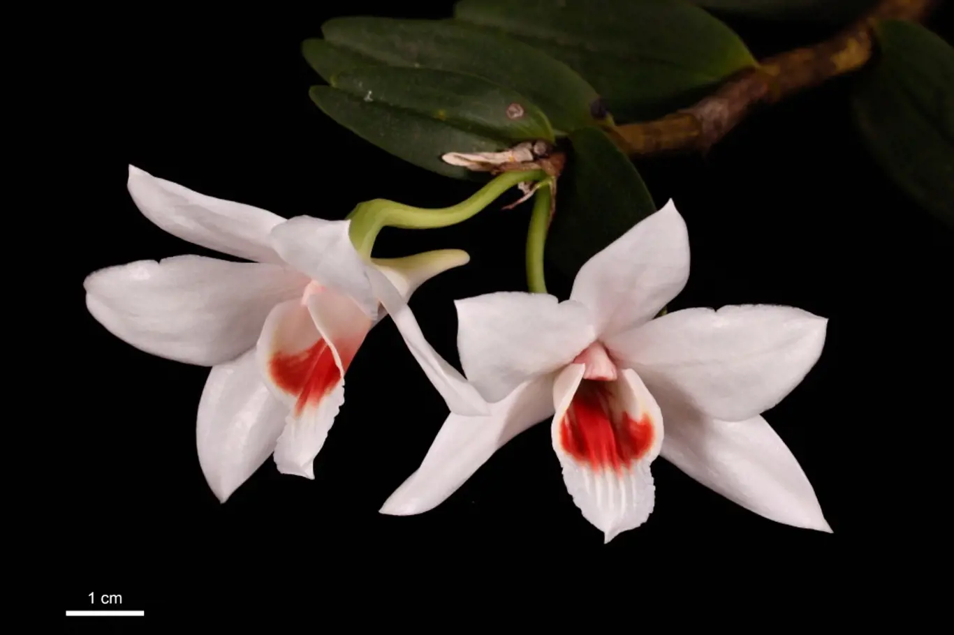 Miniaturní orchidej Dendrobium trankimianum