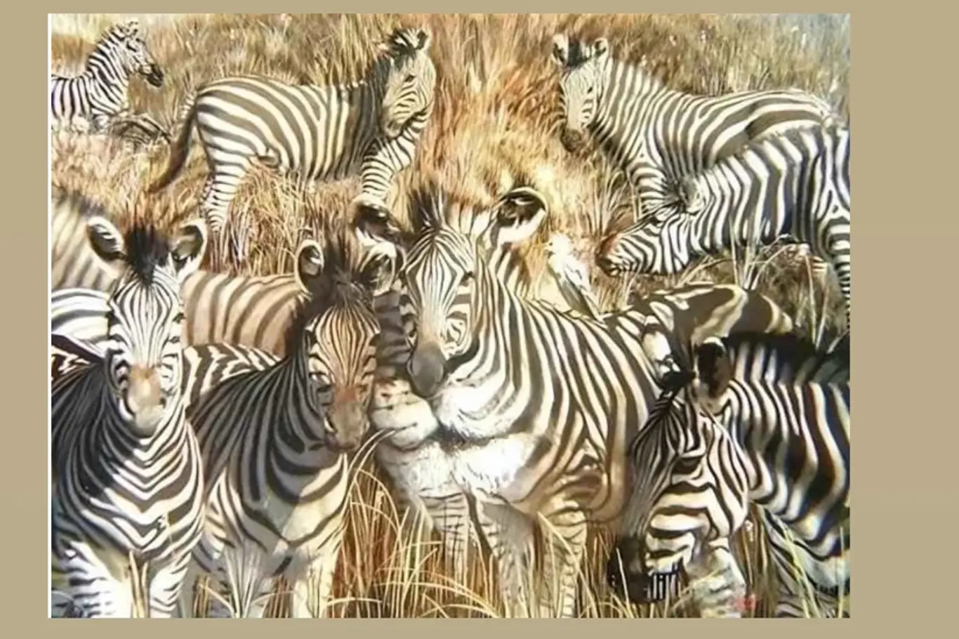 Blesková výzva postřehu: Najdi lva skrytého mezi zebrami