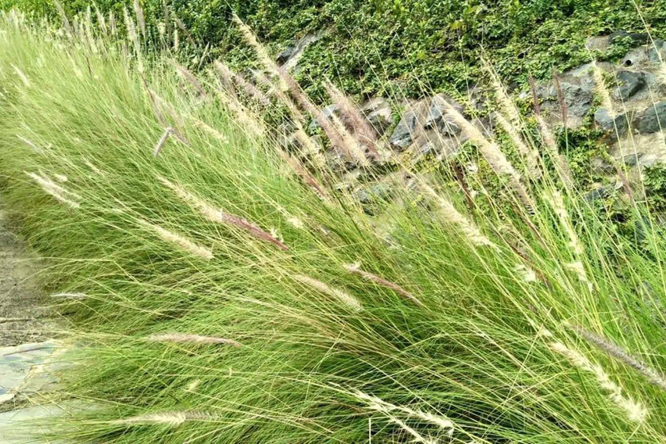 ozdobne travy