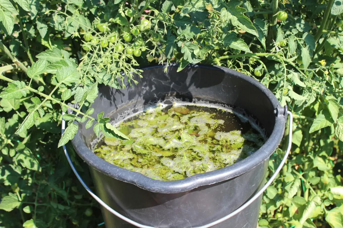 Zkušení zahrádkáři vědí, že tekuté hnojivo z kopřiv je totálně výživný elixír, který je lepší než kompost či hnůj.