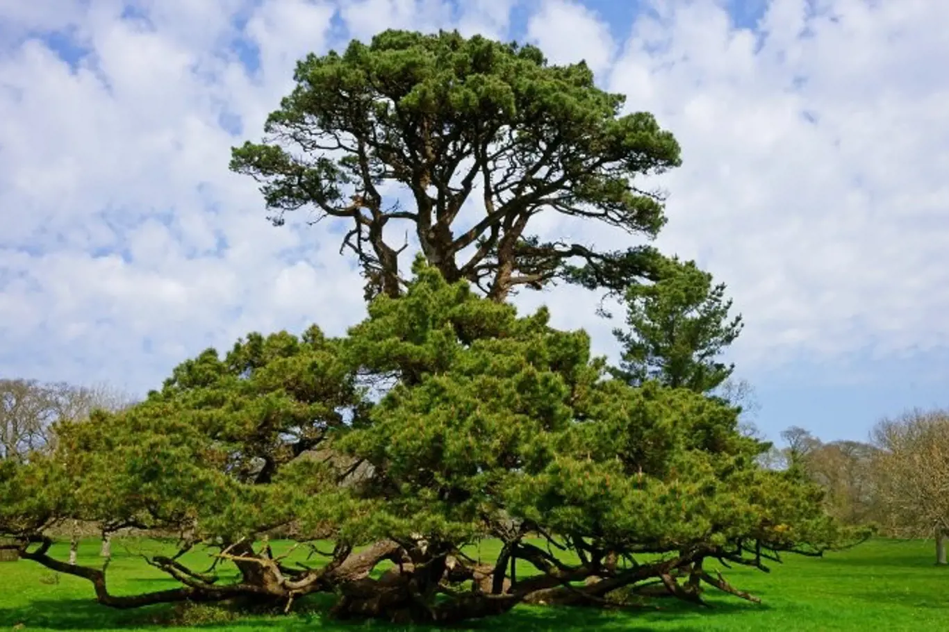 Cedr libanonský je unikátní strom, ale jen pro vytrvalé a trpělivé zahrádkáře.