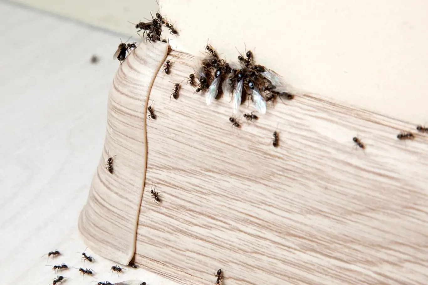 mravenci