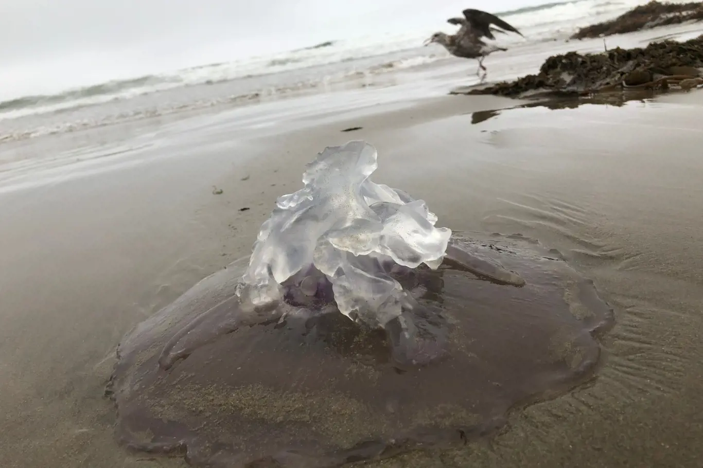 Obří gelové koule rozhodně nejsou medúzy. Ilustrační foto.