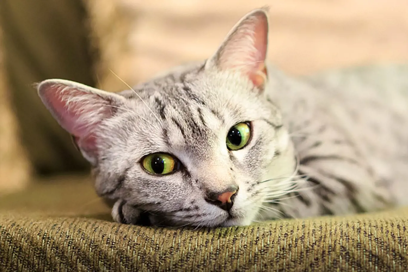 Mandlové oči kočky mau mají barvu angreštu