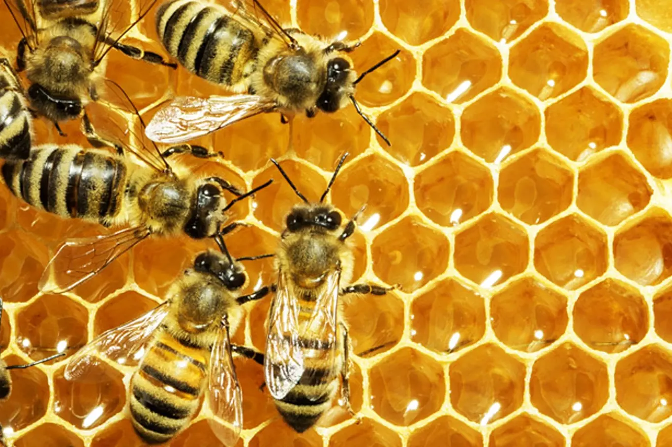 Včely pracují na medovém plástu