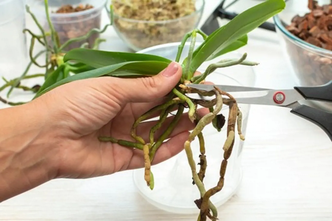 Pokud stále existuje alespoň část zdravého kořenového systému, rostlina se může uzdravit.