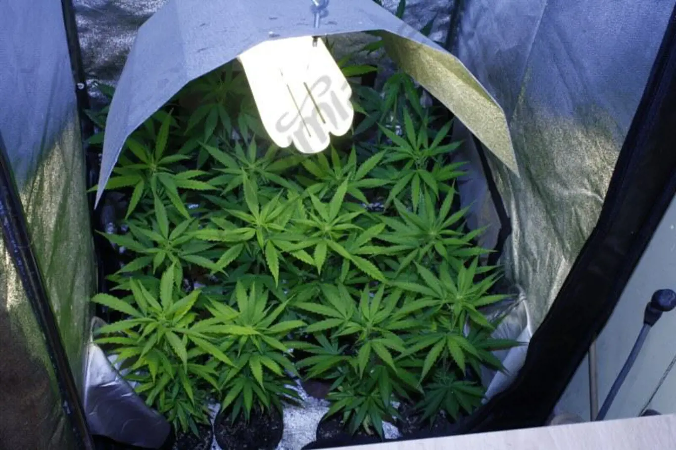 Pěstování marihuany se stává stále větším byznysem