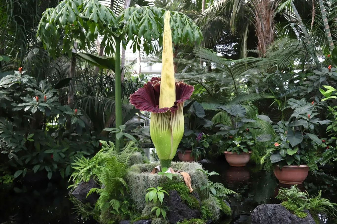 Zmijovec titánský patří k obdivovaným raritám botanických zahrad.
