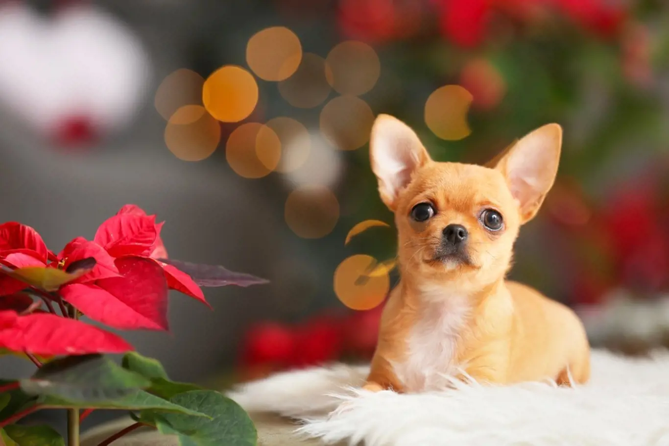 Jsou vánoční hvězdy jedovaté pro domácí mazlíčky?