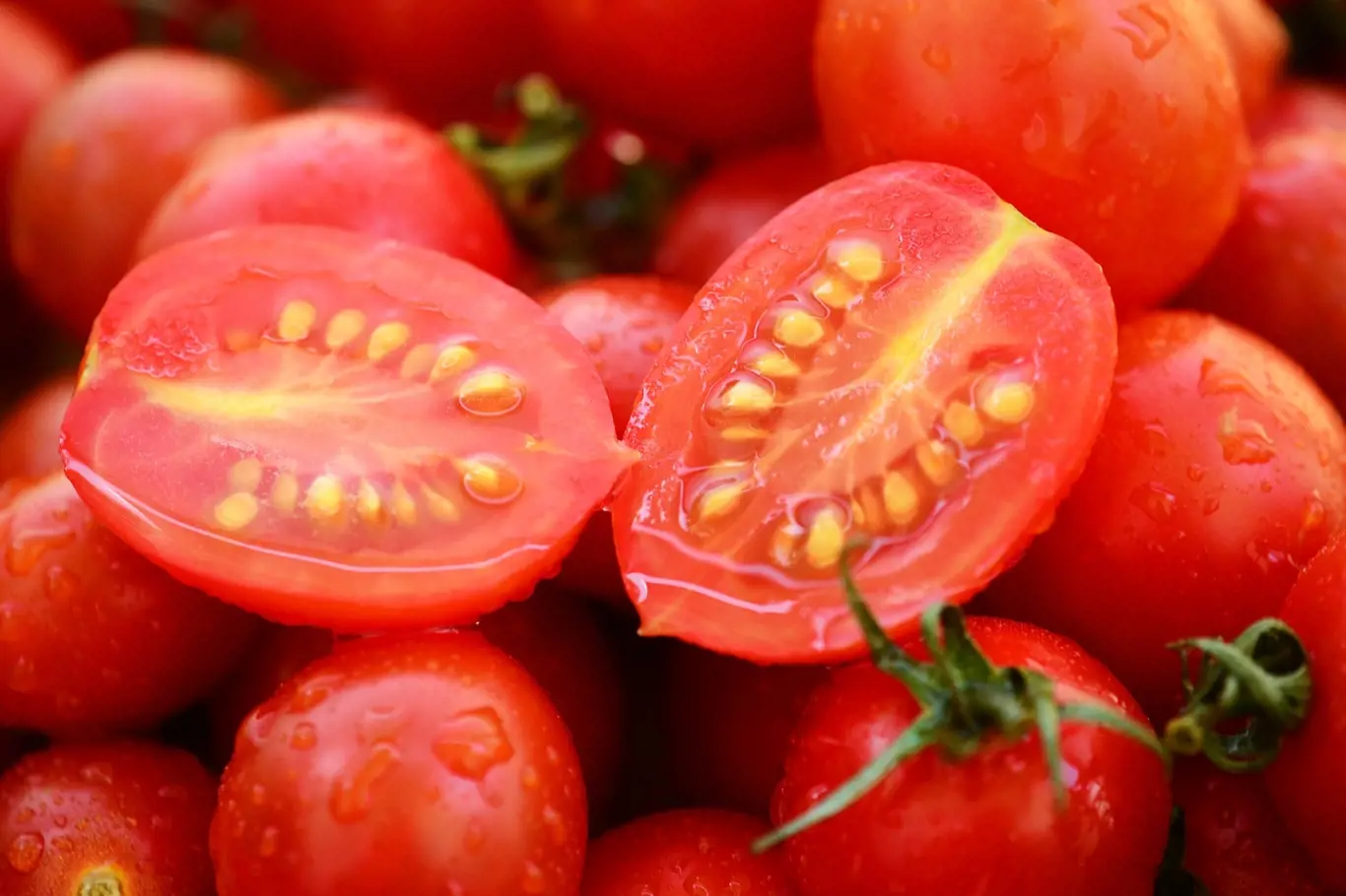 Uchovejte si vlastní semena z oblíbených rajčat.