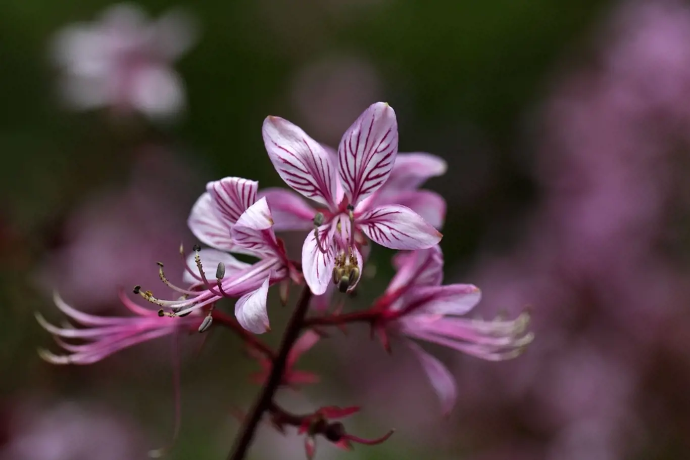 Třemdava - detail květu